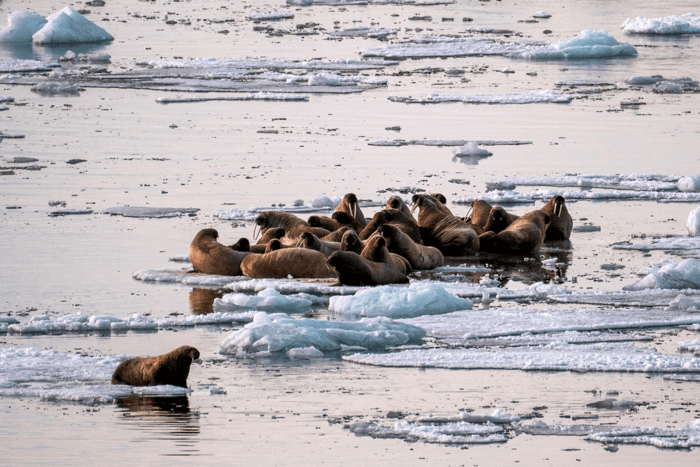 Poseidon Expeditions North Pole Photography Wildlife Excursions 0.png